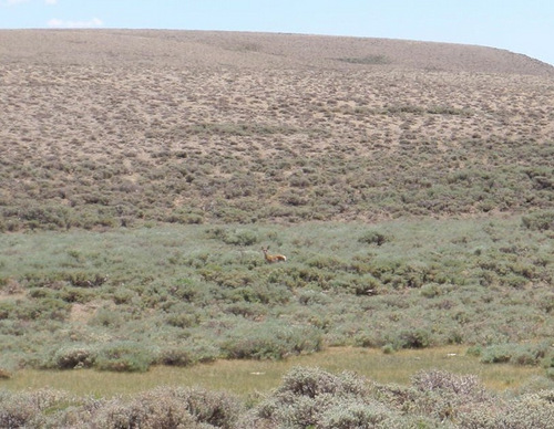 A solo Antelope (not a deer).